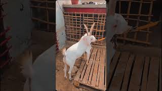 GOAT BEAUTIFUL Masha Allah shorts viralvideo [upl. by Meng]