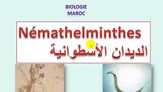 Némathelminthes sv3 شعبة الديدان الأسطوانية [upl. by Htiek]