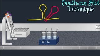 Southern Blot Technique Through Animation [upl. by Iilek]