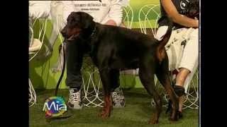 Il dobermann a Mia mondo intorno agli animali [upl. by Robina]