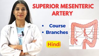 Superior Mesenteric Artery SMA  Easy Written Notes  Course  Division  Termination anatomy [upl. by Asilad]