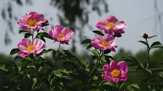 Unplugged Acoustic Guitar Ballad Flower Peony Plant Garden Trees Forest Woods Sequoia Okanagan Aeria [upl. by Atihana]