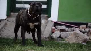 Katrina CarpatCan presa canario female [upl. by Lemieux]