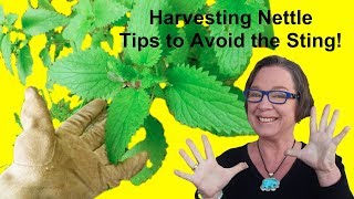 How to prepare stinging nettles [upl. by Rtoip837]