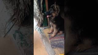 Dog food guidelines✨❤️dog food shorts trending germanshepperd tamil puppy [upl. by Akihdar]