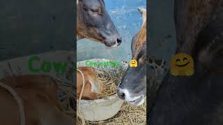 ASMR Cow Eating Soundsplease subscribe Animals Lovers [upl. by Rem]