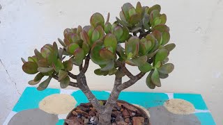 COMO CULTIVAR CRASSULA JADE [upl. by Aaren892]