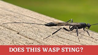 Is this really a stinger or something even more sinister Xorides Ichneumon Wasp [upl. by Ennovad]