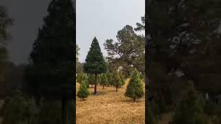 Christmas tree farmtrendingshorts nature usa viralvideo nature musicgenre [upl. by Hada]