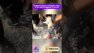 Rescuing Puppies Stuck in Tar A Heartbreaking Fight for Survival dogrescue rescuedog doglover [upl. by Matthias435]