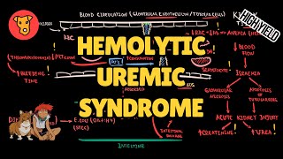 HEMOLYTIC UREMIC SYNDROME Pathogenesis HUS Mechanism of clinical symptoms [upl. by Ilyak619]