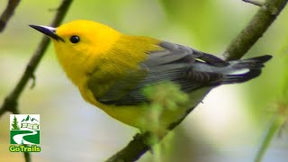 Prothonotary warbler song  call  sound  Bird [upl. by Levine951]