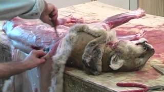 Skinning a Lifesize Mountain Lion [upl. by Wellington]