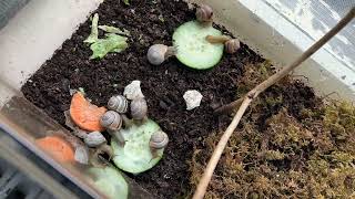 Grove snails eating cucumber timelapse 🐌🥒 [upl. by Nonnairb]