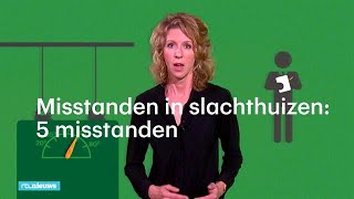 Misstanden in Nederlandse slachthuizen 5 gruwelijke voorbeelden  RTL NIEUWS [upl. by Zinn611]