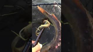 Removing parasitic lampreys from a fish [upl. by Dominga]