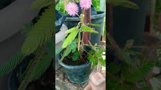 touch me not plant and flower youtubeshorts garden ytshorts viral [upl. by Aidua586]