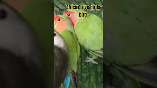 African Love birds pets lovebird africanlovebird birds petlover bird [upl. by Neliac]