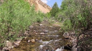 Fishing Utahs Antimony Creek [upl. by Painter]