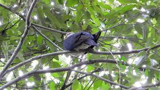 Whiteheaded Pigeon seen at Mill Road in the Moggill Forest [upl. by Simdars]