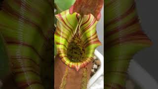 Inside a Nepenthes Veitchii pitcher carnivorousplants nepenthes plantcollection [upl. by Caassi315]