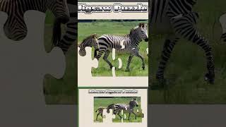 047 Zebras Animal Jigsaw Puzzle [upl. by Anail61]