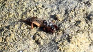 Mole cricket goes for a swim HD [upl. by Airdnola]