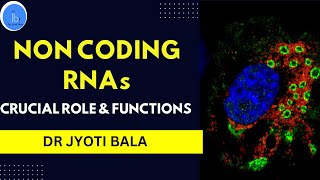 NON CODING RNA Essential Role and Functions Noncoding RNA Significance in Cellular Functions [upl. by Lassiter535]