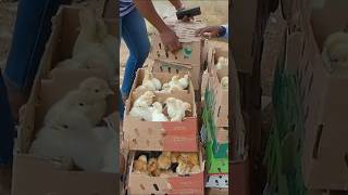 Biggest Day Old Chicks Market In Nigeria chicks businesstips dayoldchicksmarket [upl. by Rab830]