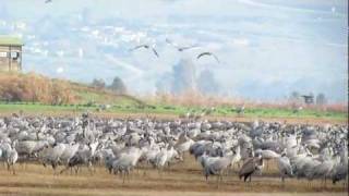 Hula Lake Israel  January 3 2012 [upl. by Annaeg]