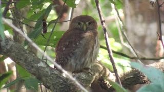 Ferruginous Pygmy Owl [upl. by Peggie565]