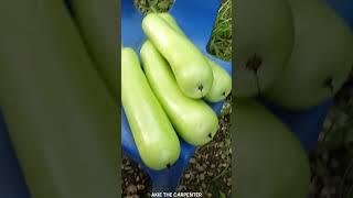 Ampalaya Bittergourd Farming Guide I Ang Daming Bunga ng Aming Upo Bottle Gourd Akie The Carpenter [upl. by Oemor]