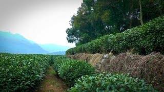 Longjing 龙井 Tea Plantation Hangzhou China Kumar ELLAWALA [upl. by Attolrac990]