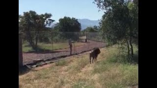 British man mauled by lion at his wildlife park in South Africa [upl. by Oicatsana969]