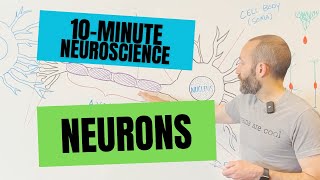 10Minute Neuroscience Neurons [upl. by Decker]