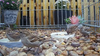 Still a few fledgling bird moments to share enjoy a super cute house sparrow moment [upl. by Najtsirk417]