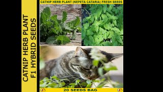 Catnip Herbs Plants F1 Hybrid Seeds Herbs Plant Seeds Buy Seeds Online by Global Shopping Hub [upl. by Ennayk374]