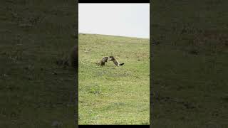 Marmottes on Courchevel [upl. by Aisayn]