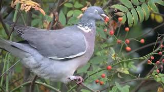 Wood Pigeon eating rose hips [upl. by Silsbye504]