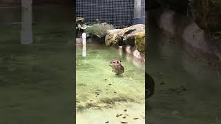 Capybara strolls through water at ZWF Miami Zoo [upl. by Asirehc]