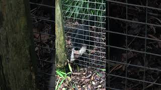 WHITETHROATED CAPUCHIN MONKEYS AT NEWQUAY ZOO  PART ONE shorts zoo animals nature monkey [upl. by Keg]