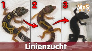 So geht LINIENZUCHT  Selektive Zucht von Reptilien  Reptil TV [upl. by Terra]