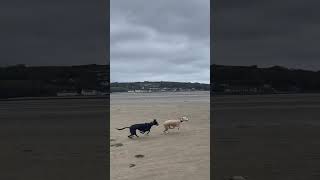 Greyhound and lurcher racing 🐕🐎 who is the fastest 🫶 [upl. by Laemsi]