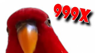 Red Bird meme Speed 999x  Edit [upl. by Lonier]