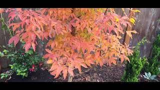 Acer triflorum Spotlight [upl. by Gaye]