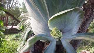 Worlds Largest Staghorn Fern [upl. by Cleasta342]