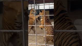 Tiger fight in the zoo tiger real fight caught on camera  Animal fight tigerfight caughtoncamera [upl. by Akanke]