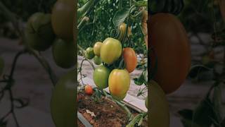 Tomates company poivron garden tomato biougra farming ia agriculture tiktokvideo [upl. by Mcintosh]