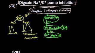 How Digitalis Works for CHF [upl. by Acinnej]