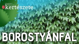 Borostyán fal  Megyeri Szabolcs online Kertészet Győr [upl. by Einobe284]